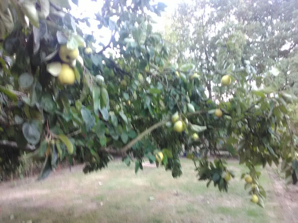 coings Jardin
