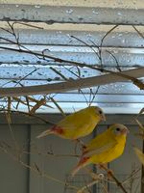   Oiseaux kittlitz jaune lutino  