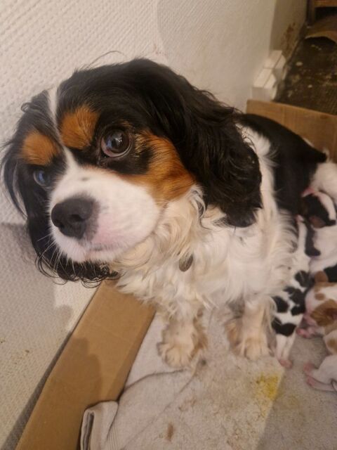 chiots m&acirc;le cavalier King charles spaniel 1100 64210 Gu�thary
