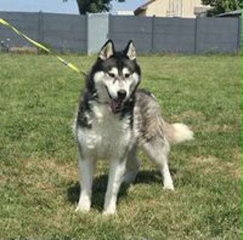   BOJKA husky 4 ans 