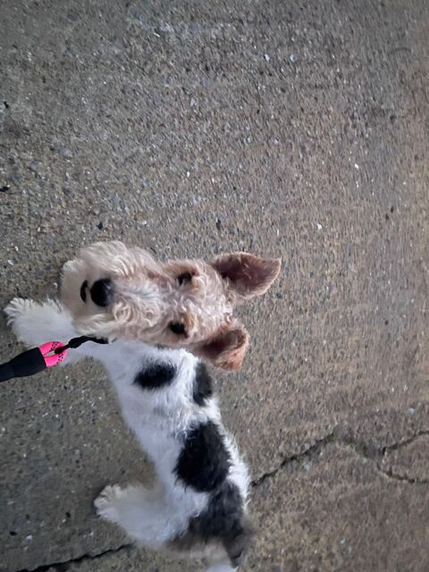   CHERCHE FAMILLE pour FEMELLE  FOX TERRIER A POIL DUR
1000 64480 Halsou