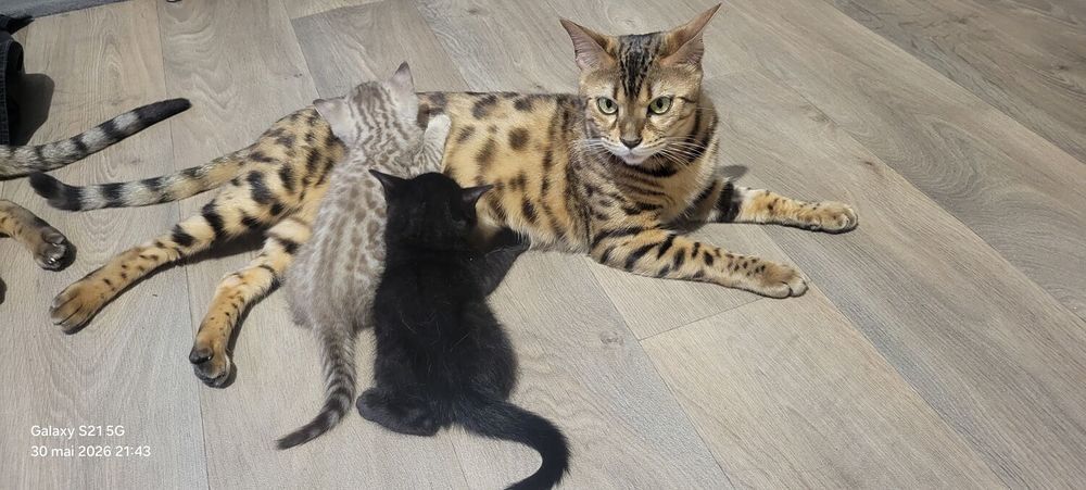   Chatons bengal loof 