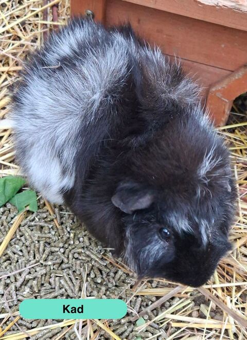 Kad, cochon d'inde &agrave; adopter 15 44450 Barbechat