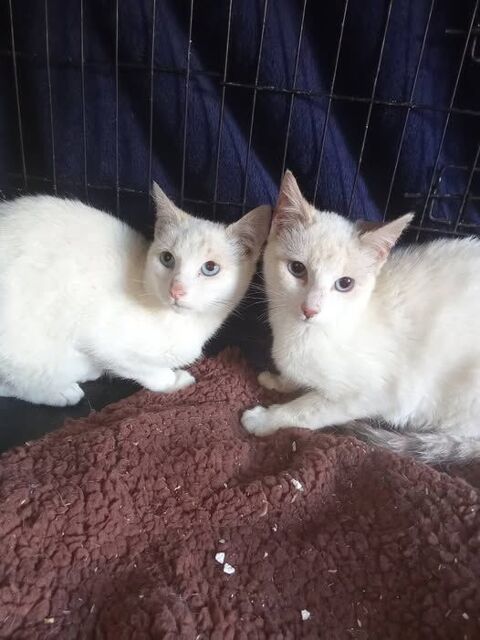 Chat ISISetLADY à l adoption 220 07500 Guilherand-granges