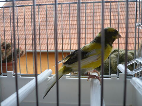 canari 2026 25 67770 Sessenheim