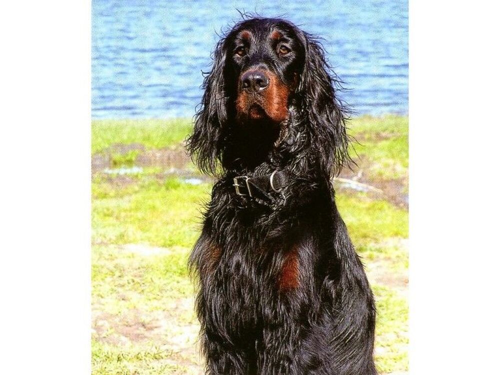  chiots setter gordon 