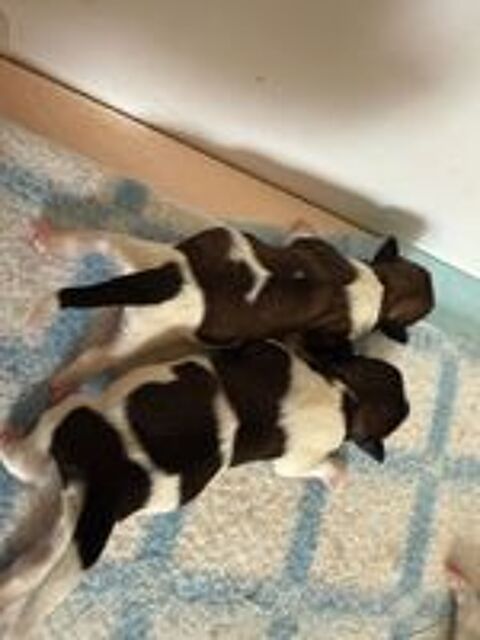   chiots hava-tzu ou havashu (croisé shih tzu et bichon hava) 