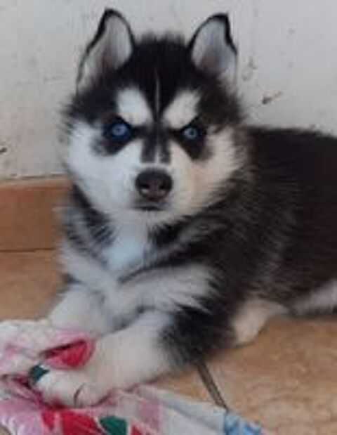   HUSKY MÂLE LOF YEUX BLEUS  