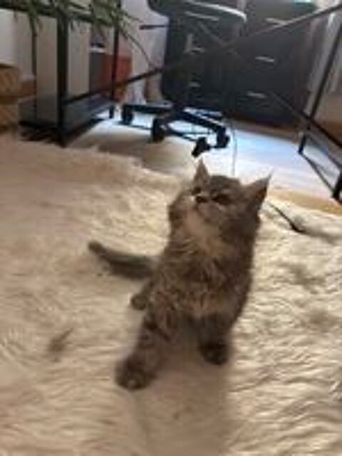   Femelle type Maine coon 