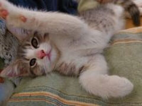   Chatons aimants cherchent famille  