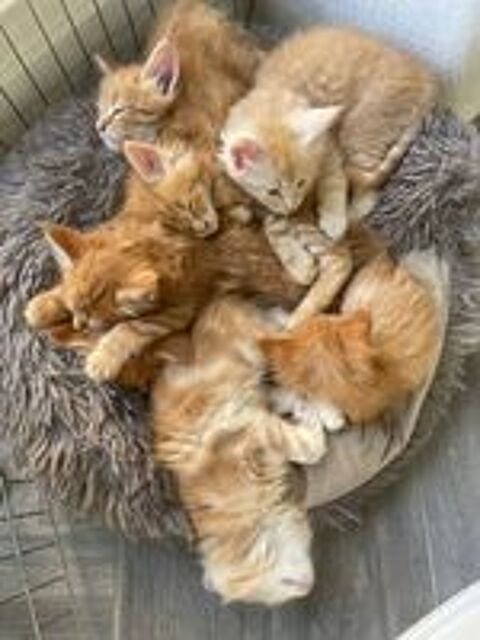   À réserver Superbes chatons Maine Coon  
