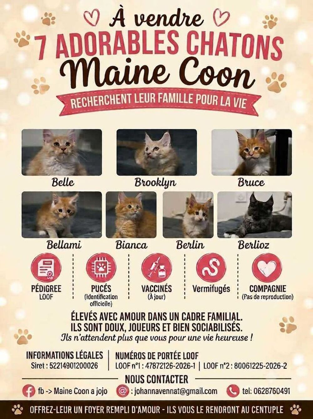   7 chatons Maine Coon 