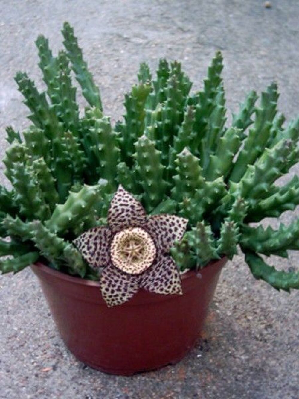 stapelia variegata Jardin