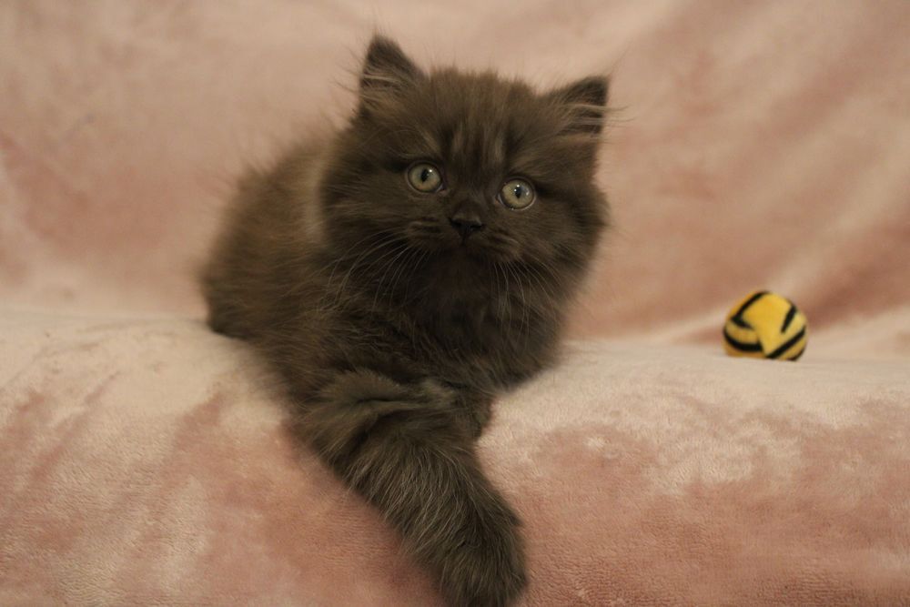   Chatons british shorthair et longhair LOOF 