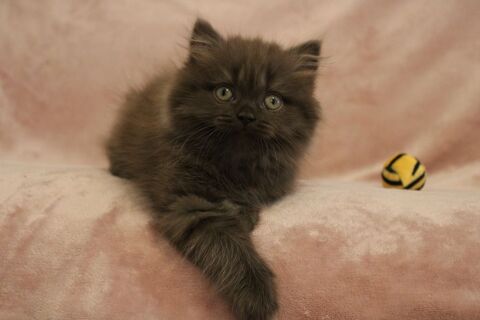 Chatons british shorthair et longhair LOOF 1400 22120 Pommeret
