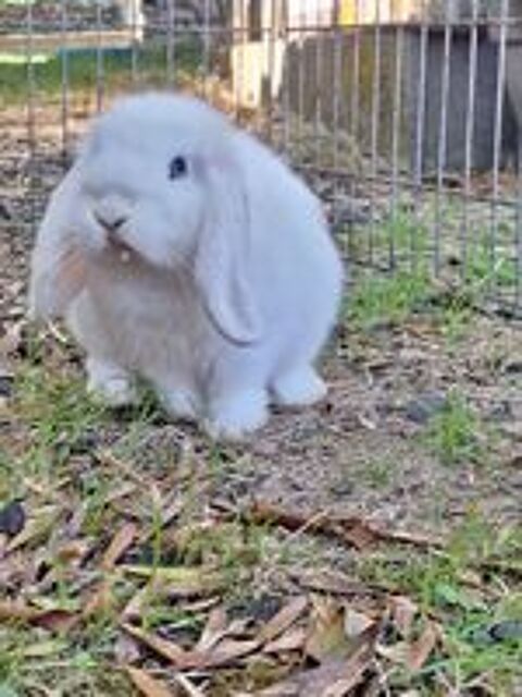   lapin bélier nain 