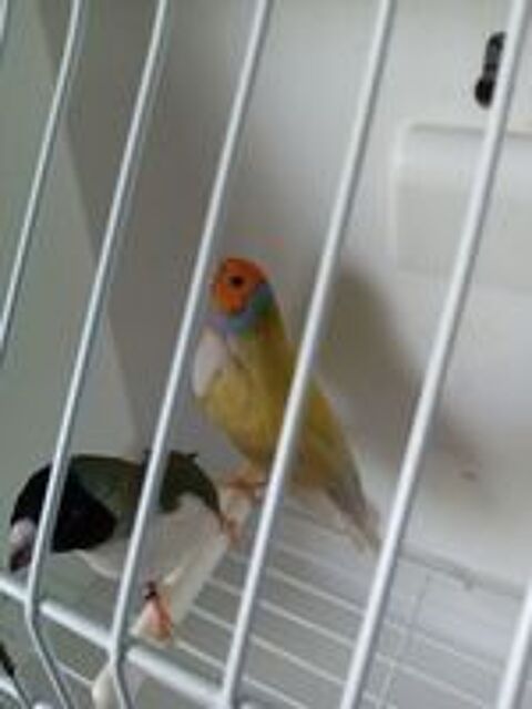   Cpl de diamant gould  