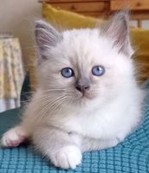   Chaton Mâle Sacré de Birmanie LOOF disponible immédiatement. 
