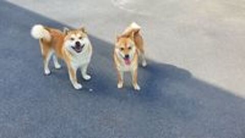   chiots shiba  inu 
