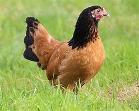 Poules allemandes vorwerk 34 77540 Courpalay