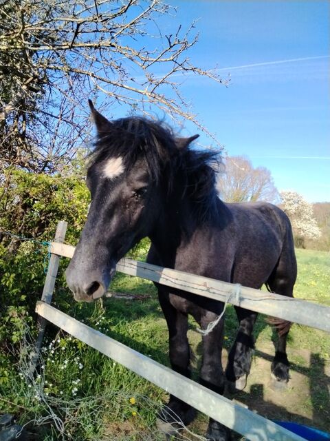 POULAIN TRAIT PERCHERON 2000 89130 Dracy