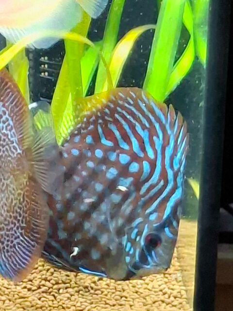 Discus 40 02430 Gauchy