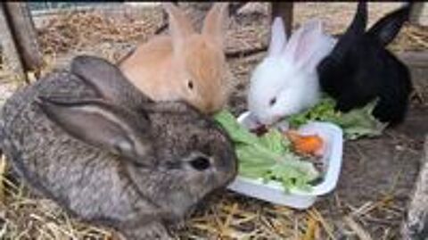  Lapins 2 mois 