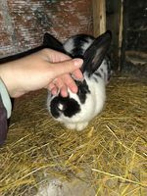   Lapin mâle croisé Papillon 