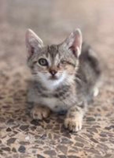   Chaton issu d'un sauvetage - 