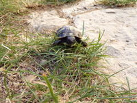  Tortues de terre 
