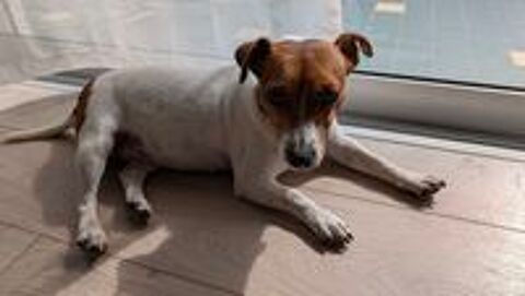   Jack russell femelle age 2 ans 