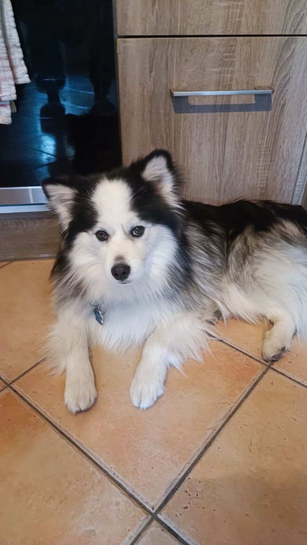   Saillie pomsky F4 