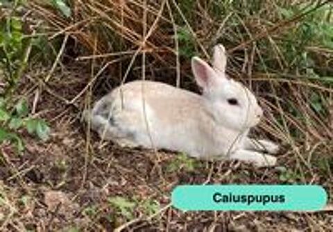   Caiuspupus, lapin nain à adopter 