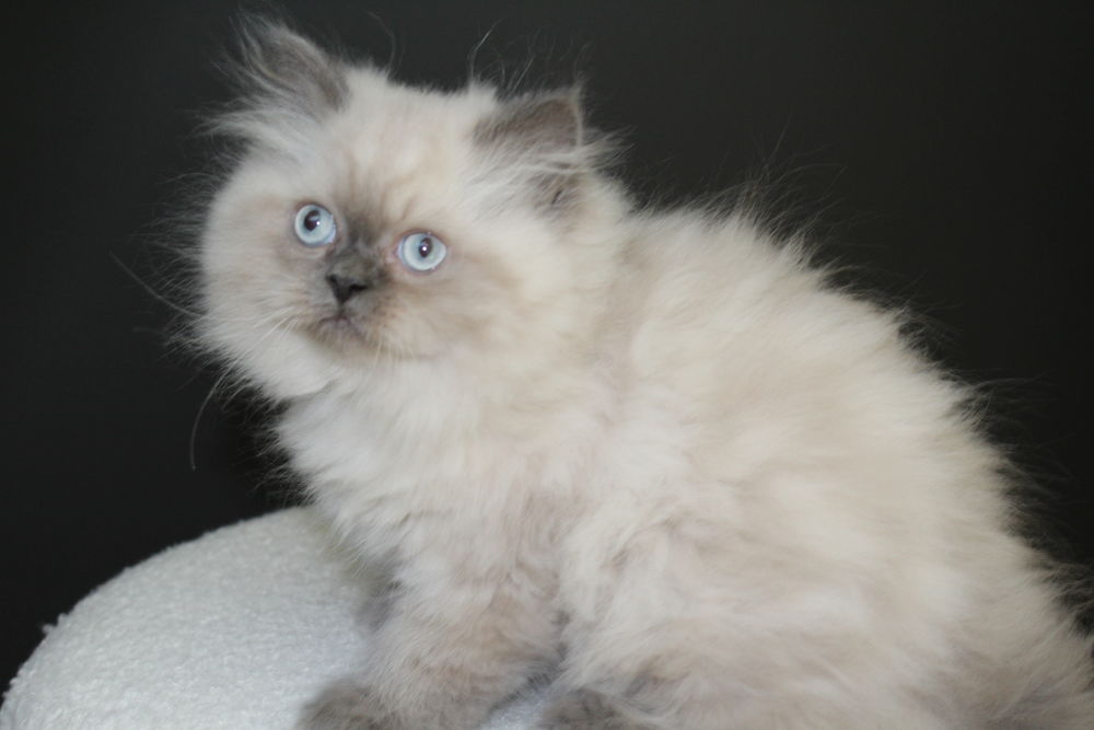   Chatons type persan colourpoint non Loof 