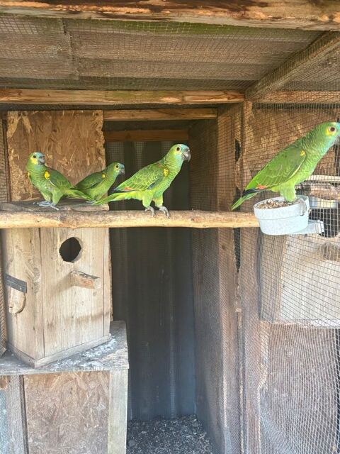 Amzone &agrave; front bleu EPP 300 56700 Hennebont