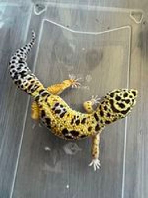   Gecko léopard  
