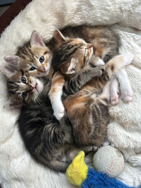 3 chatons 0 31620 Fronton