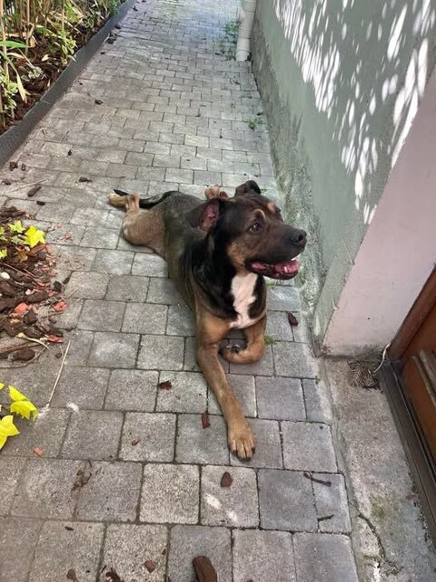 Chien MABROUK à l adoption 100 92700 Colombes