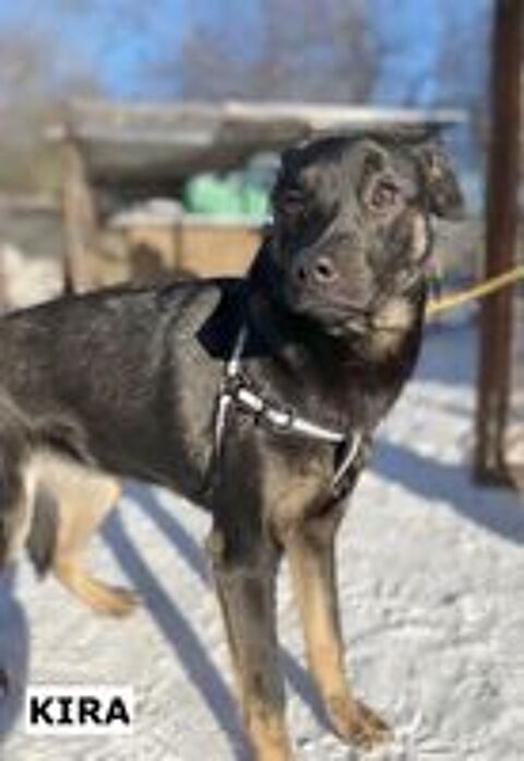  KIRA SE TROUVE DANS UN REFUGE EN UKRAINE 