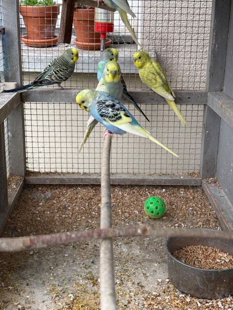 Perruches Ondulées 2025 12 35580 Guichen