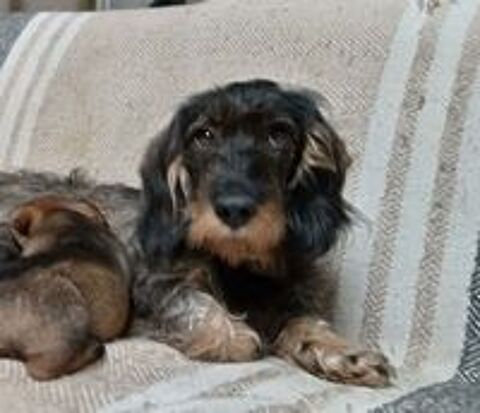  Chiots teckels poil dur 
