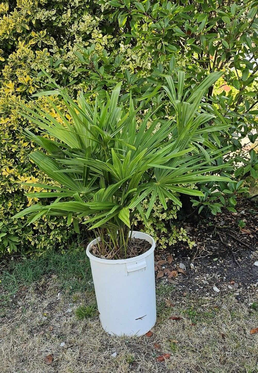 Palmiers Trachycarpus Jardin