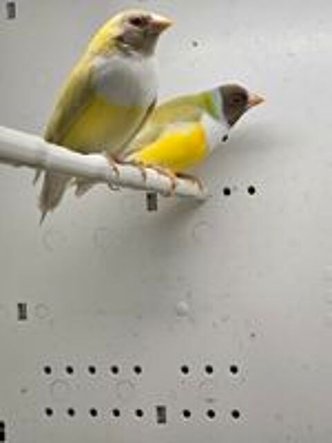   Couple de Gould Satiné  