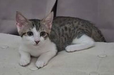   ATHENA 