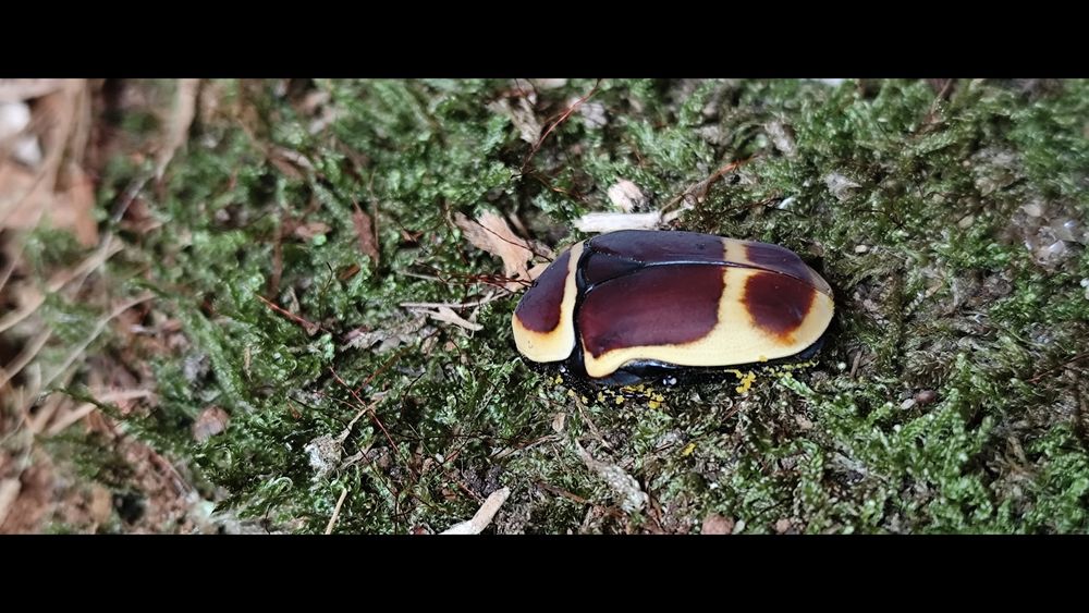   Coléoptères pachnoda marginata peregrina 
Couple imago/larve 