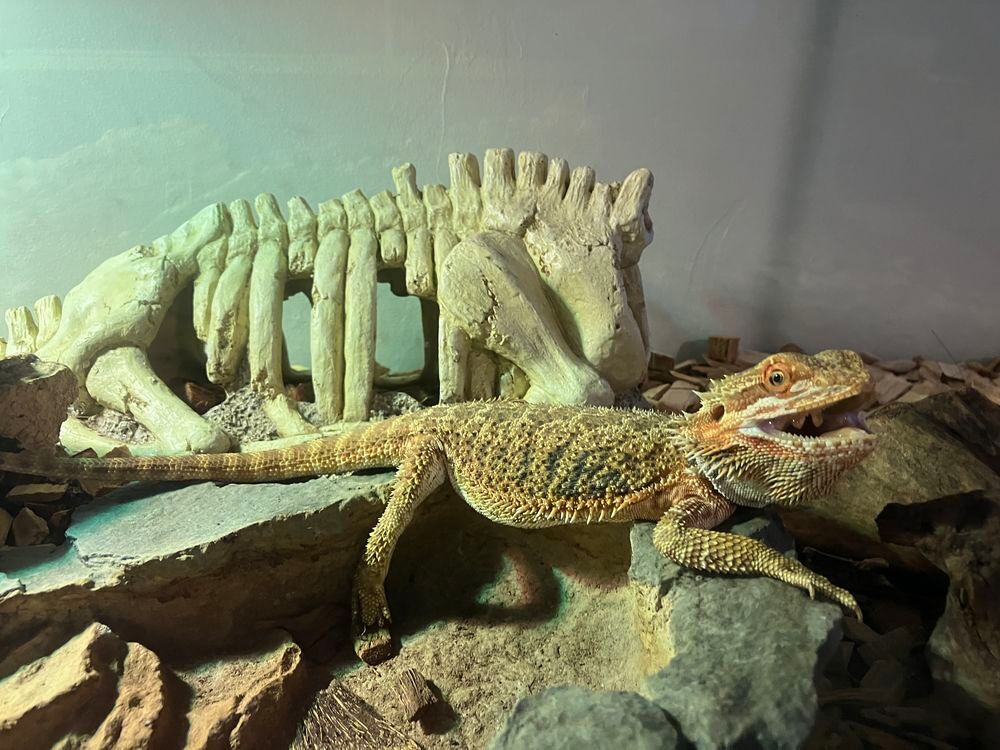   Pogona vitticeps de 1 an  