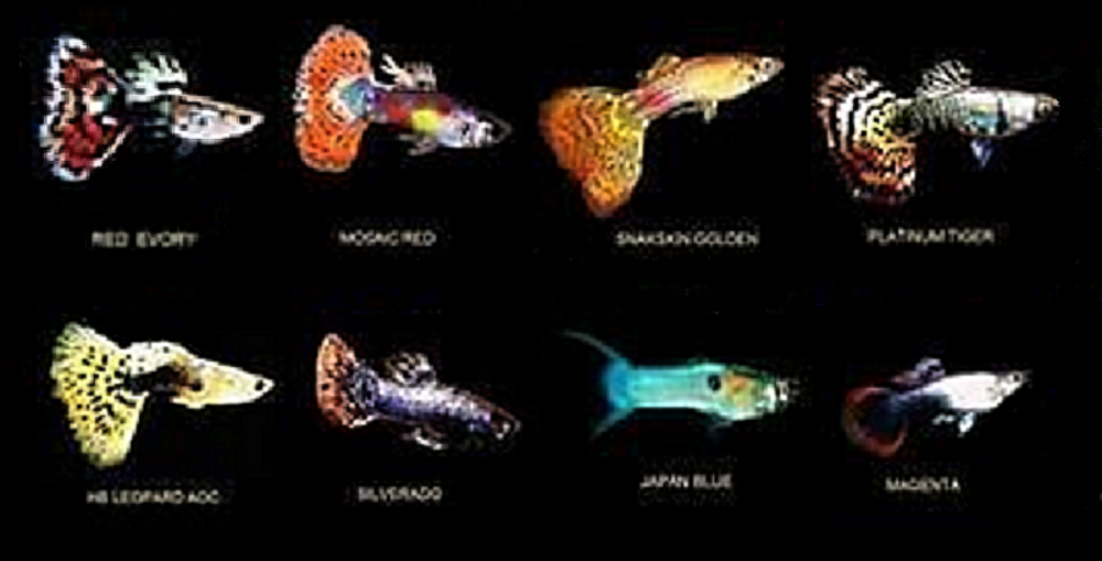   Grande variété de Guppys  