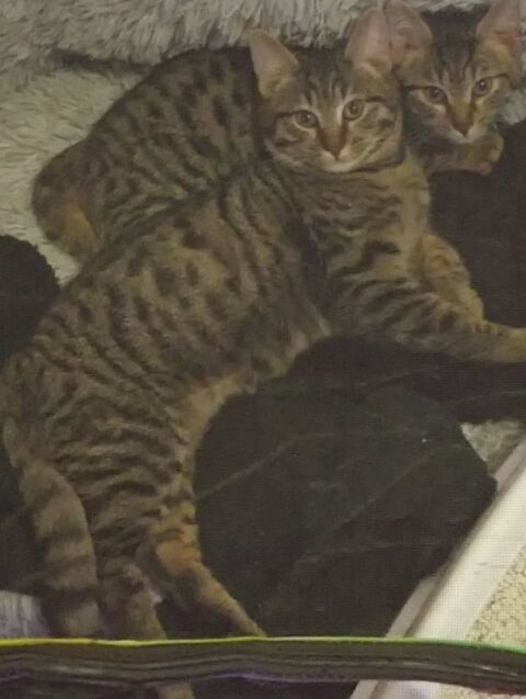 Chatons duo 5 mois &agrave; adopter ensemble sur Marseille 0 13004 Marseille