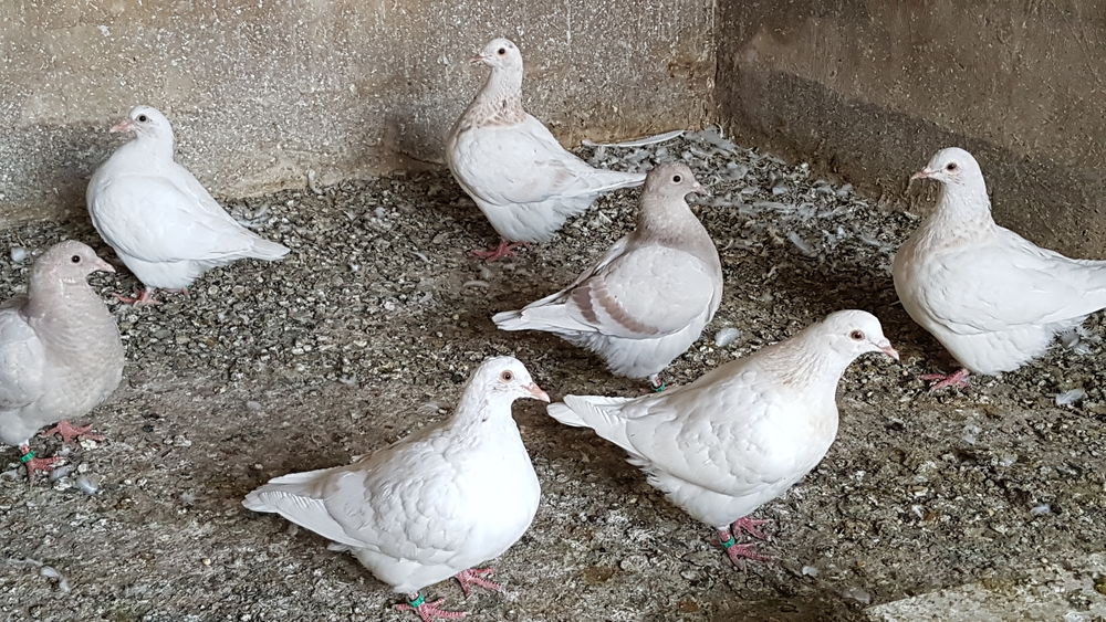   Pigeons Texan/Voyageurs 