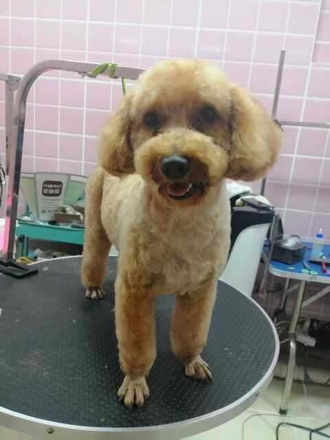 GABRIEL     ACTUELLEMT AU REFUGE EN CHINE 0 75018 Paris